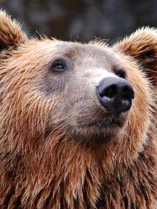 a close up shot of a brown bears face