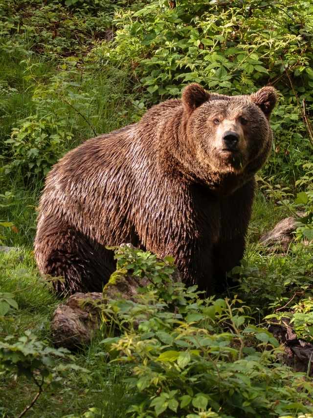 a brown bear on all fours wandering a forrest