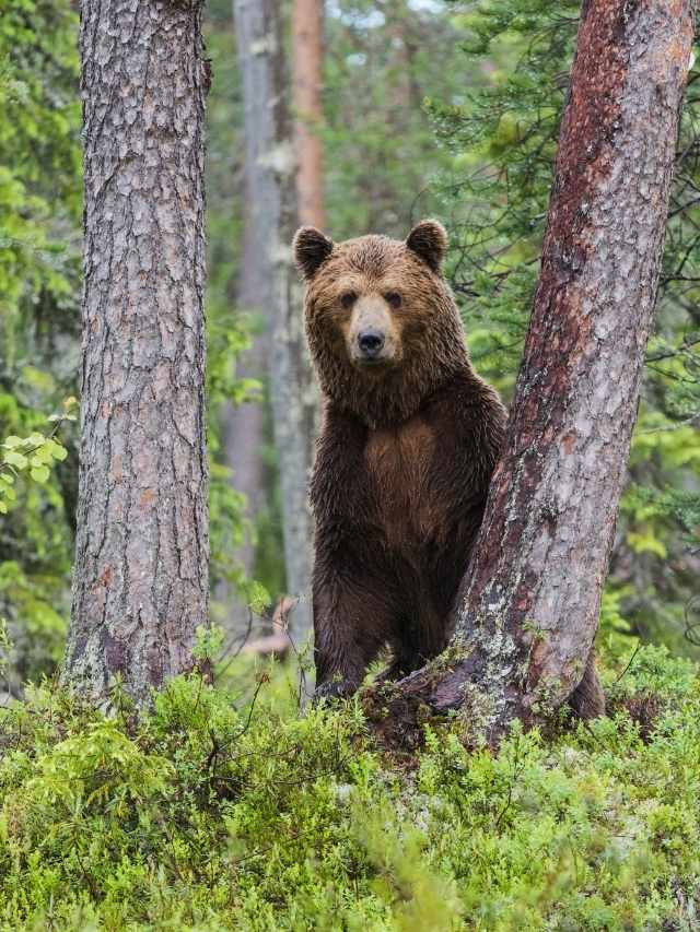 a brown bear on his hind legs peaking from behind a tall tree