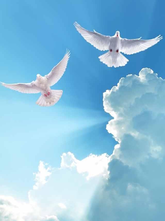 Dove Meaning Symbol: Spiritual Symbolism And Meanings