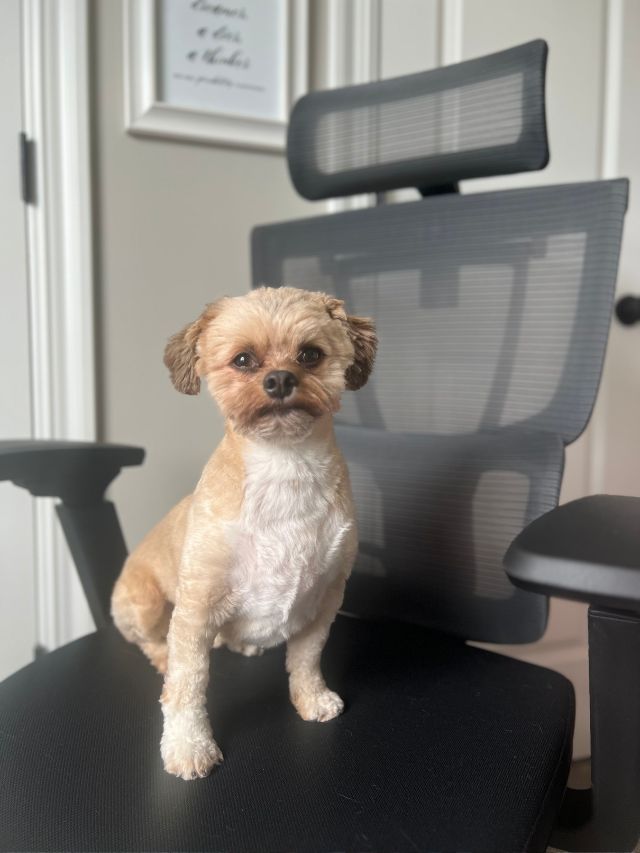 A small dog sitting on an office chair.