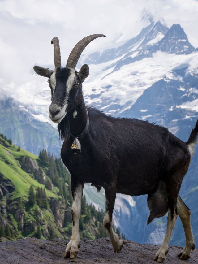 black and white horned goat on mountain