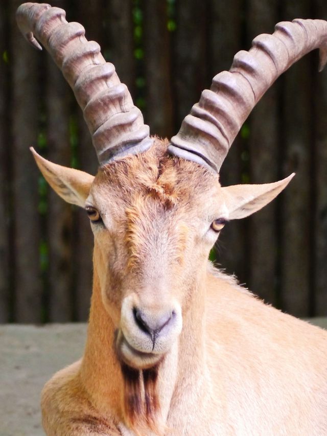 brown goat with long horns