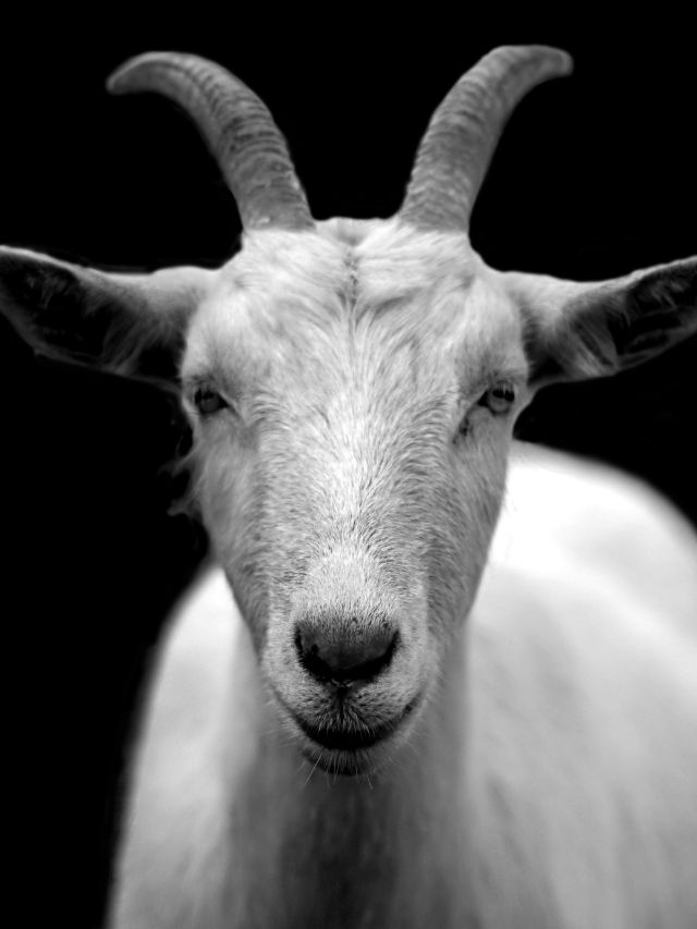 black and white goat photo