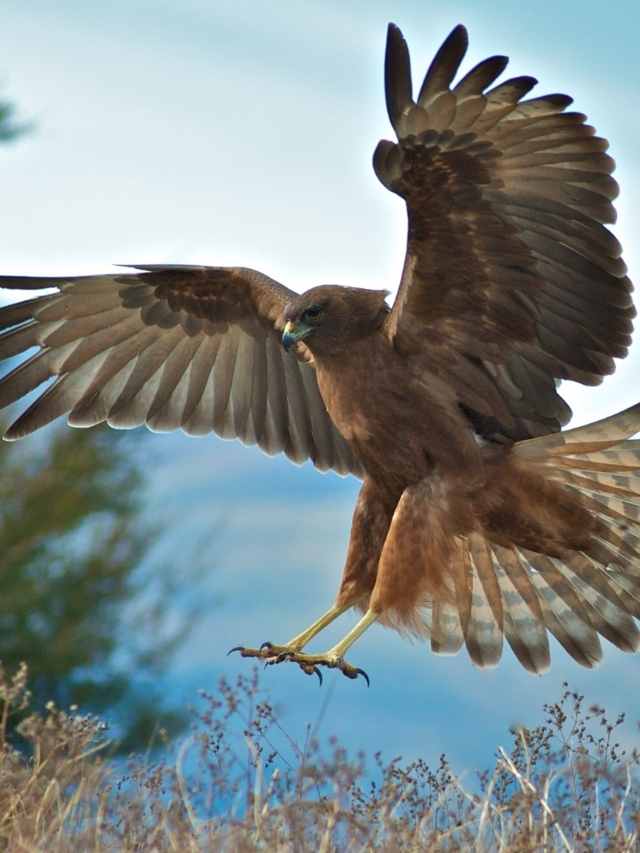 Hawks ~ These birds of prey have long been sacred to cultures all over the  world. Hawks…