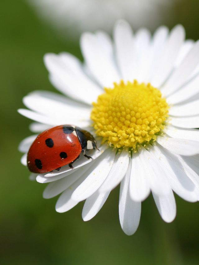 Symbolism of a Lady Bug: Good Luck Spiritual Ladybug Meaning