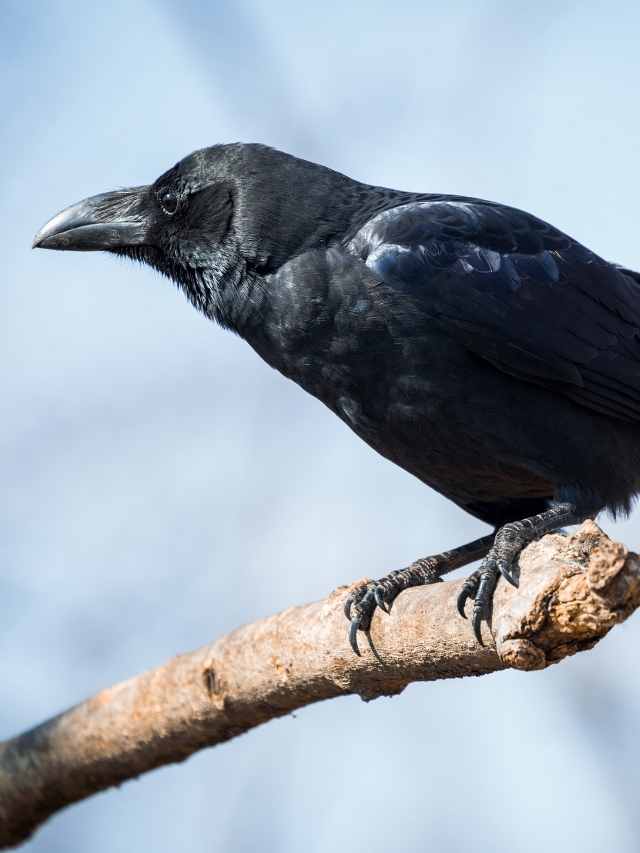 Symbolism of Black Crow: Spiritual Meaning of Crows