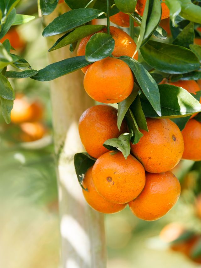 Oranges growing on a tree in an orchard.