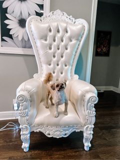 A dog adorably poses on a regal throne chair.