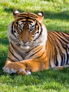 tiger laying on a field of green grass with it's legs crossed