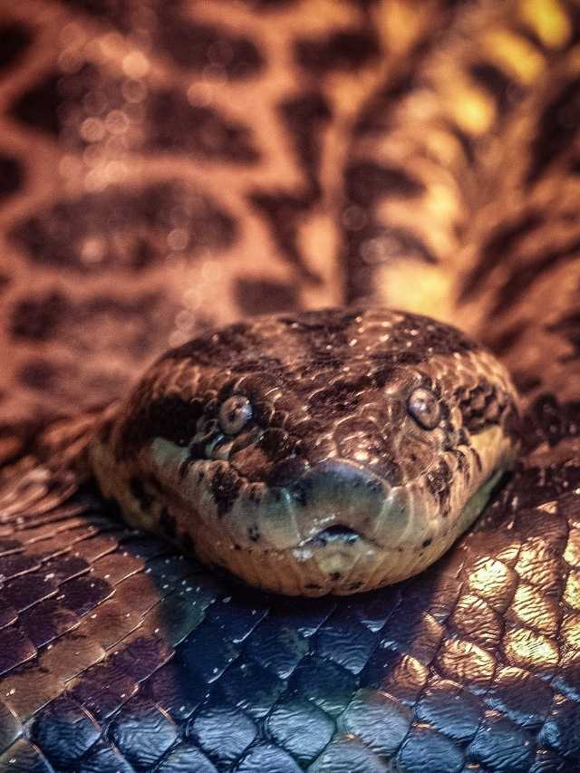 A close up of a python's head.