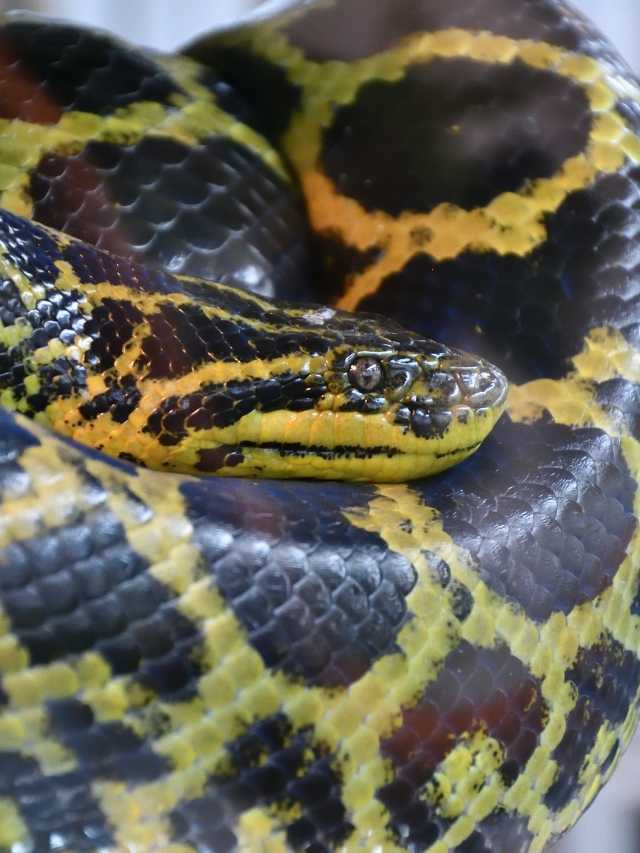 A snake with yellow and black spots on its body.