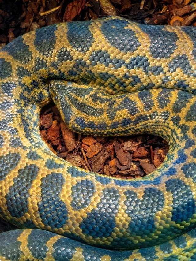A blue and yellow python laying on the ground.
