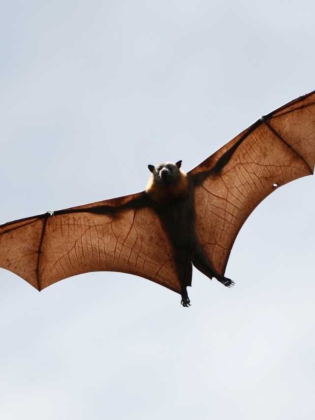 A bat flying in the sky with its wings spread.