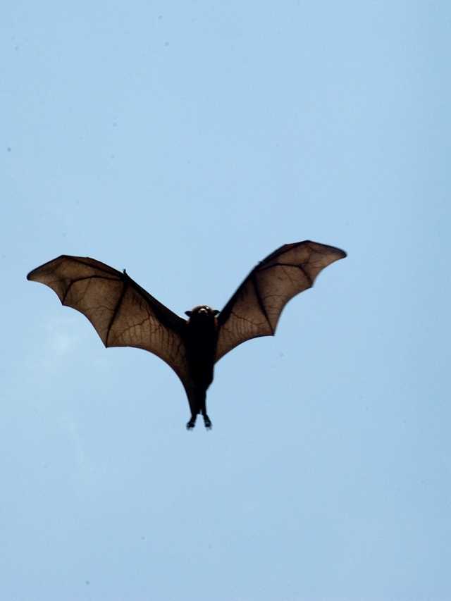 A large bat flying in the sky.