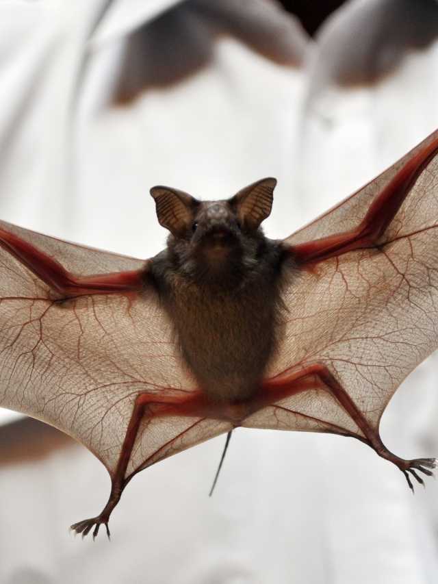 A bat is hanging from a man's hand.