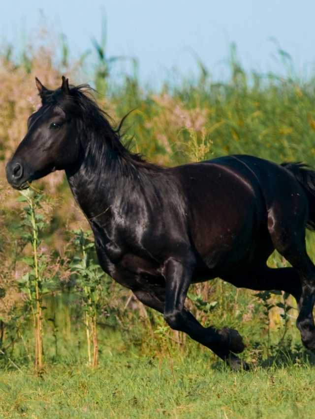 A black horse is running in a field.