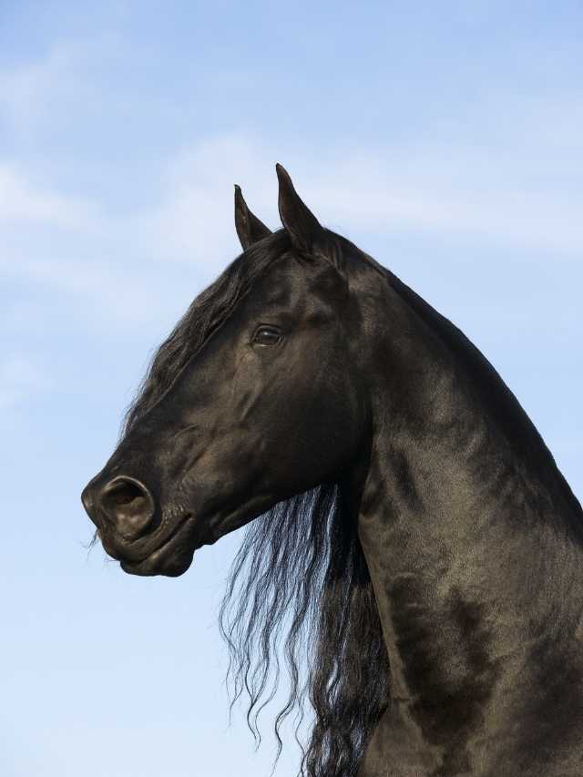 A black horse is standing in front of a blue sky.