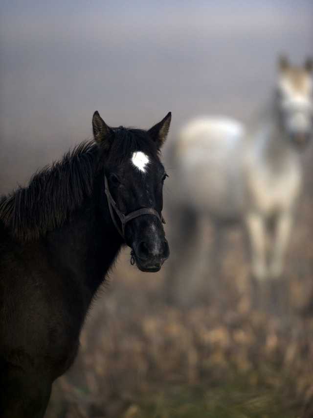 A black and white horse is standing in a foggy field.
