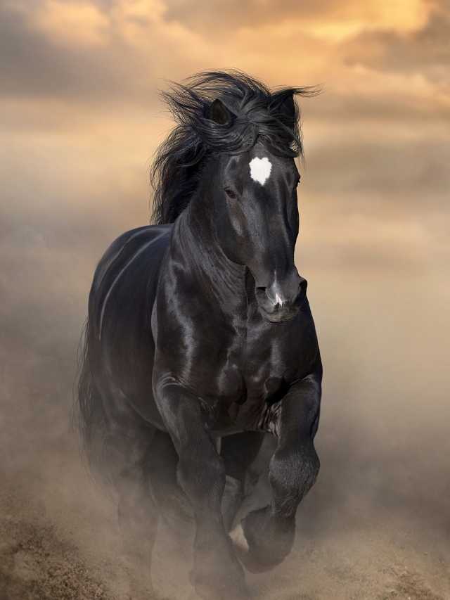A black horse is running through the desert.