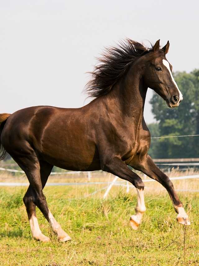 A brown horse galloping in a field.