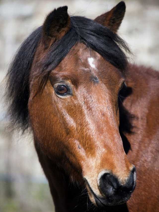A close up of a brown horse with a black mane.