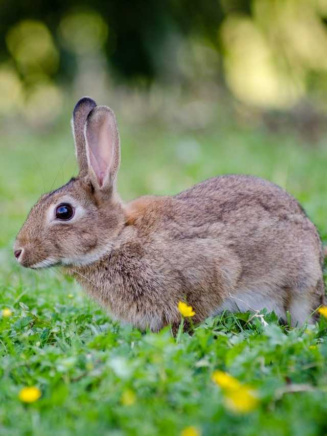 25 Brown Rabbit Dream Meaning and Interpretations