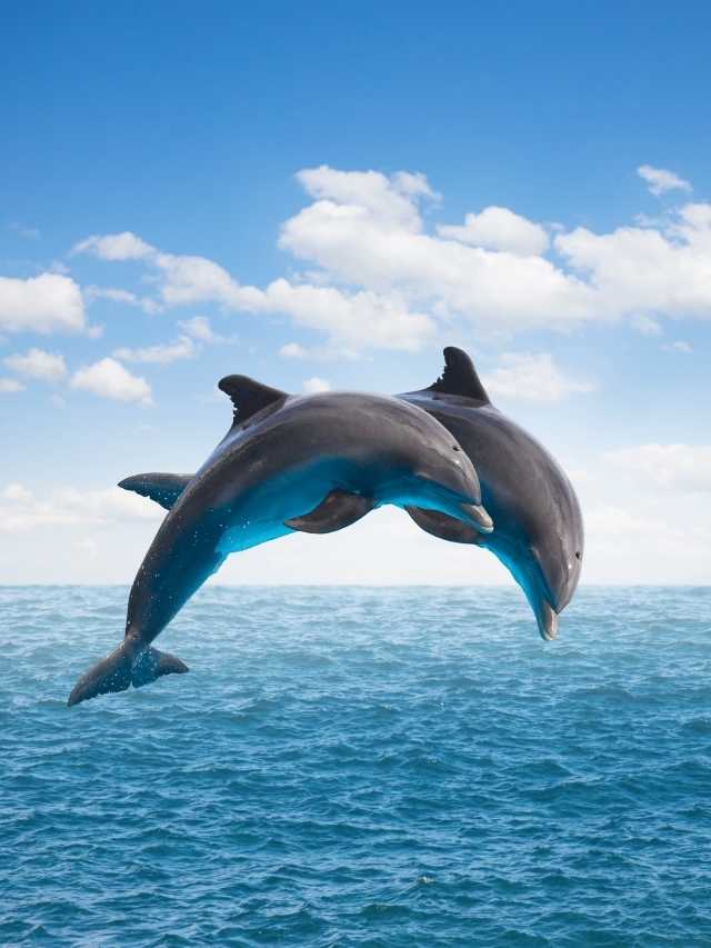 25 Dolphin Dream Meaning and Interpretations