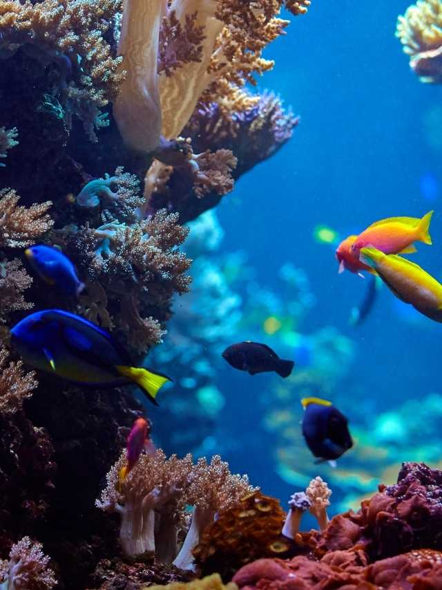 Colorful fish swimming in an aquarium.