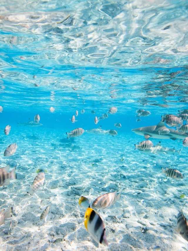 A group of fish swimming in clear water.