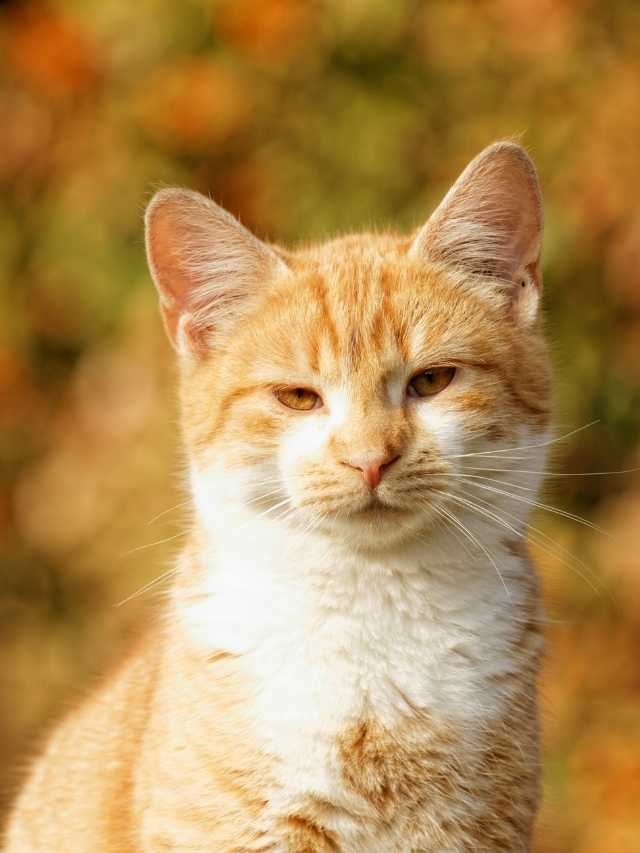 An orange and white cat is looking at the camera.