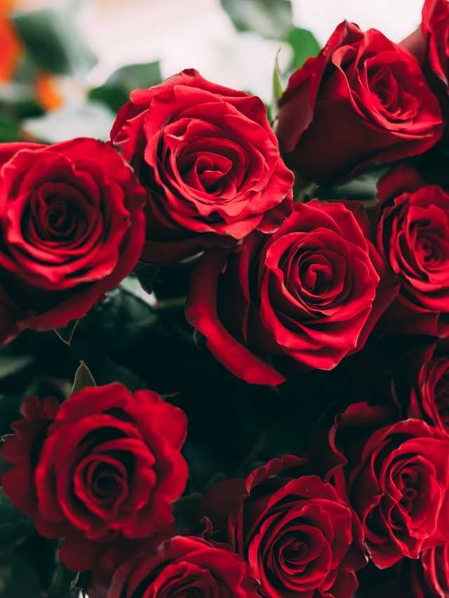 A bunch of red roses in a vase.