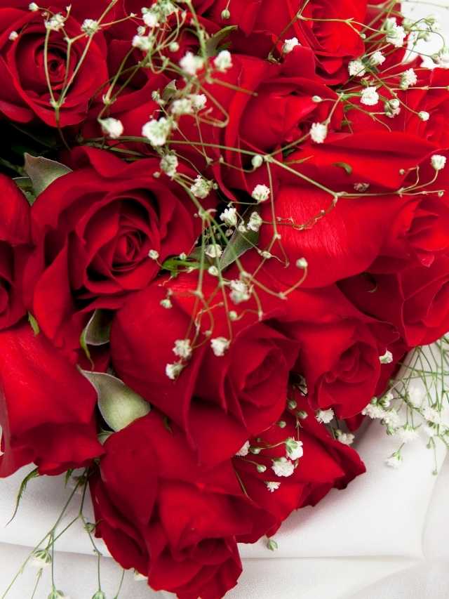 A bouquet of red roses with baby's breath.
