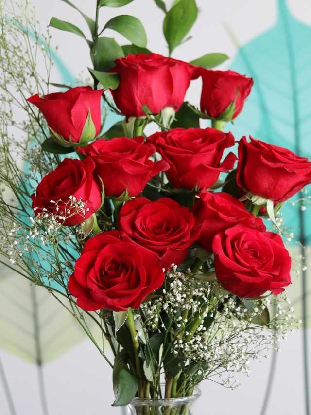 Red roses in a vase with baby's breath.