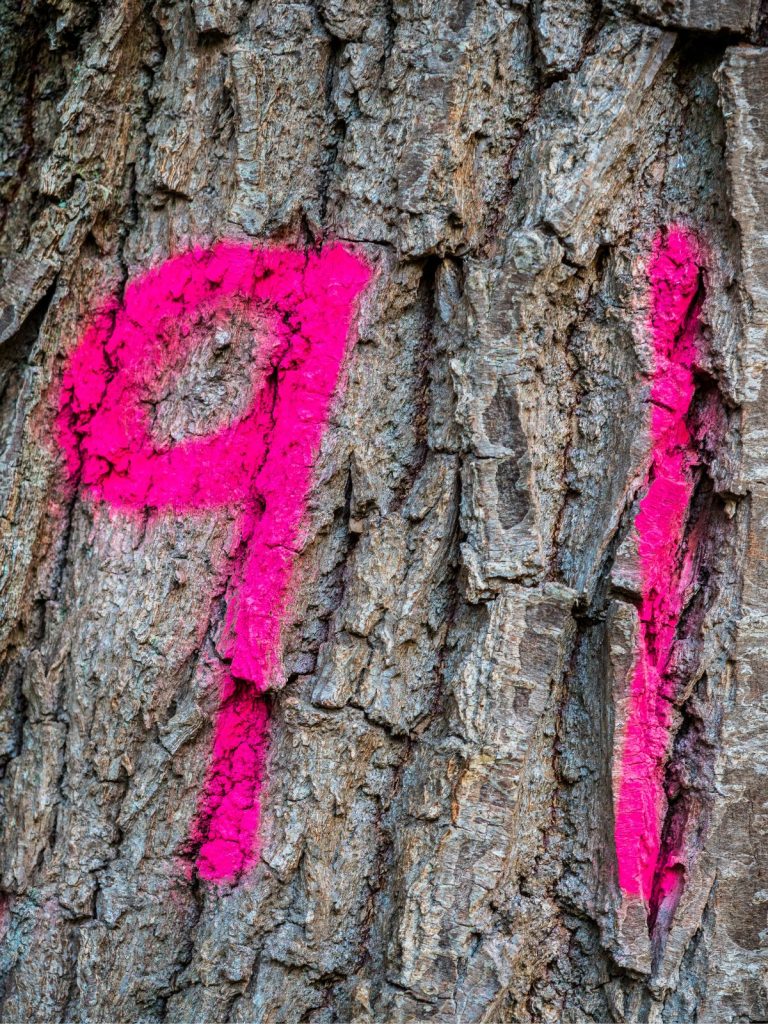 A pink number painted on the bark of a tree with spiritual significance.