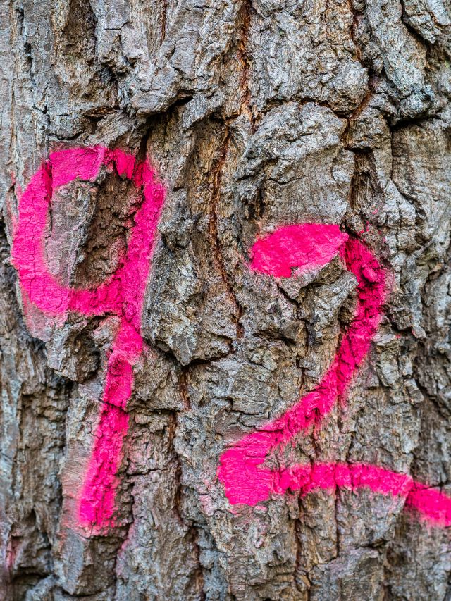 A pink number symbolizing the meaning of angel number 92 painted on a tree trunk.