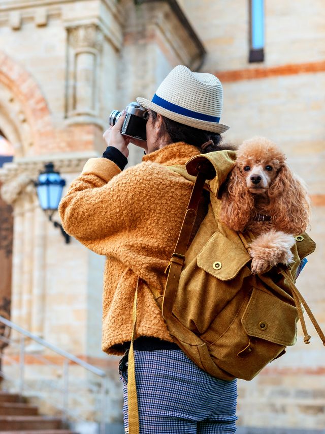 A woman taking a picture of her dog with a backpack.