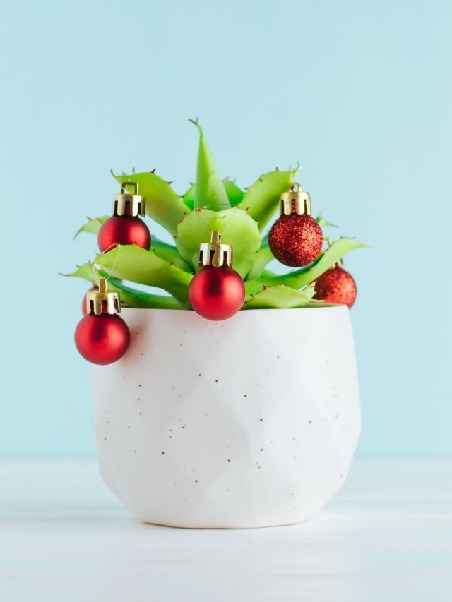 Holly plant with christmas ornaments in a white pot on a blue background.
