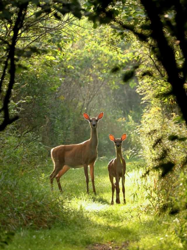 Two deer standing on a path in the woods.