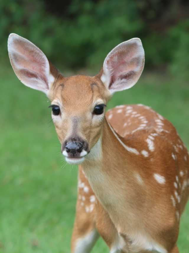 A close up of a fawn looking at the camera.