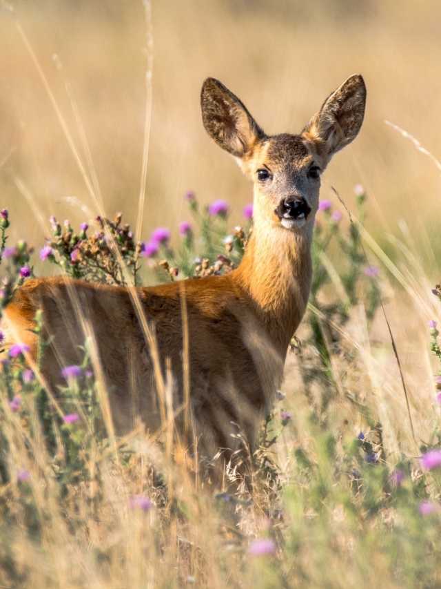 A deer is standing in a field of purple flowers.