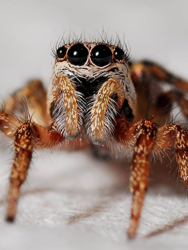 Jumping spiders have a mysterious nighttime habit