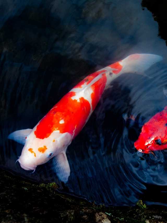 25 Koi Fish Dream Meaning and Interpretations