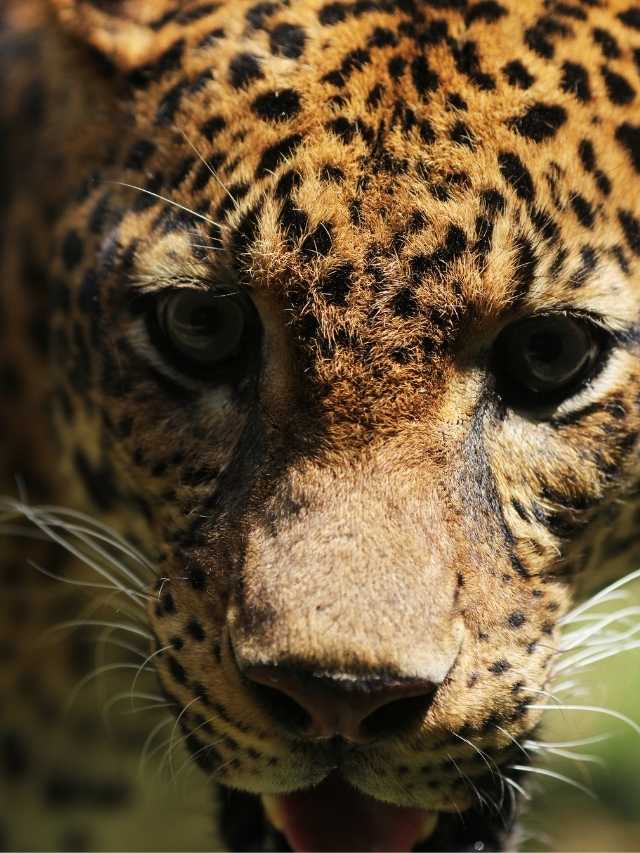 A close up of a leopard's face.
