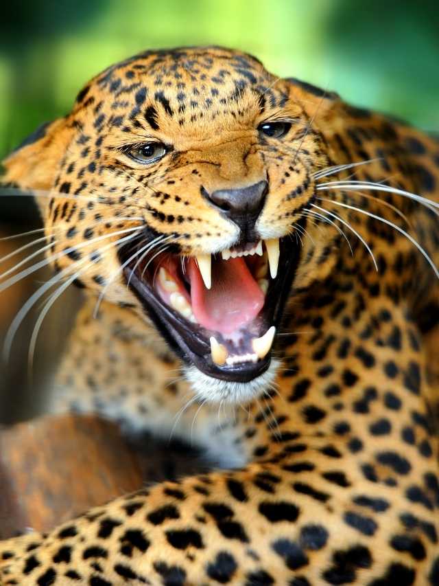 A close up of a leopard with its mouth open.