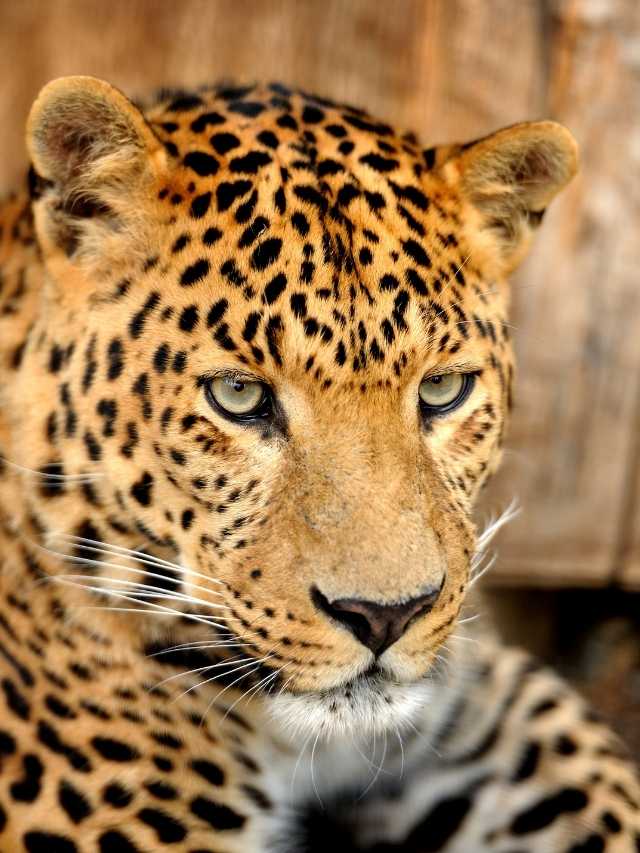 A close up of a leopard looking at the camera.