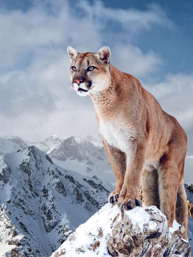 A mountain lion is standing on top of a mountain.