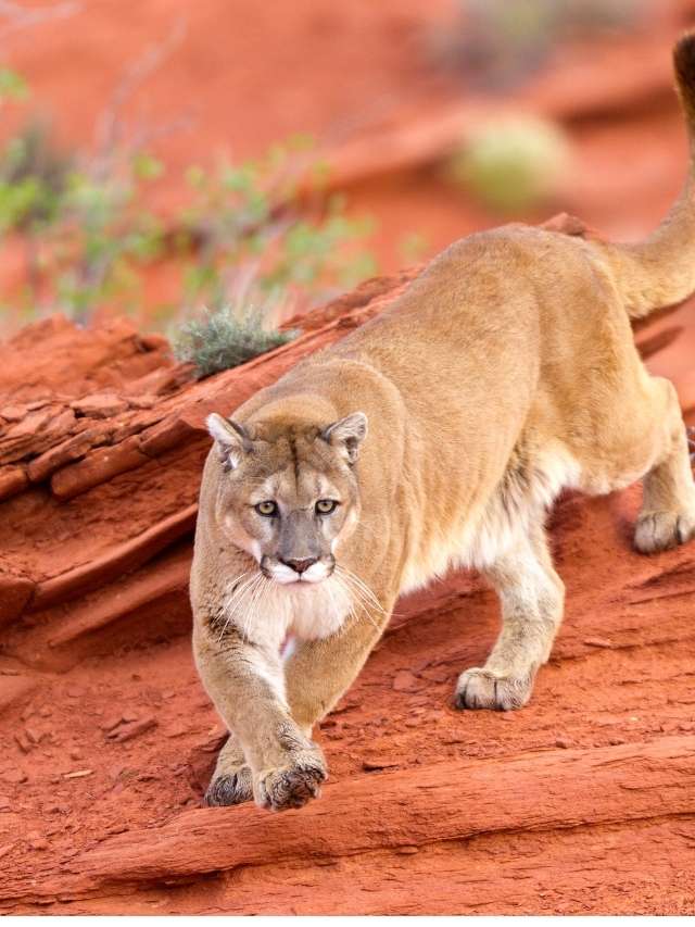 A mountain lion is walking on a red rock.