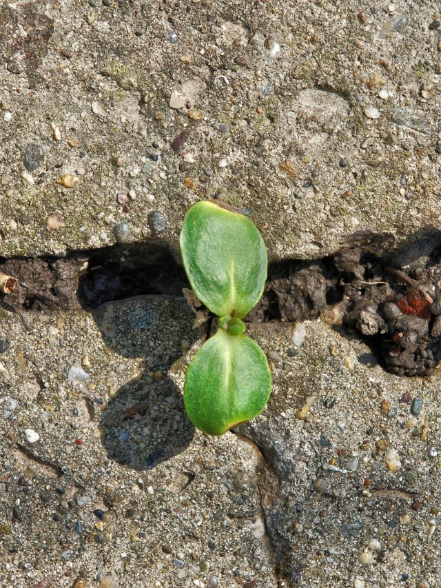 A small plant growing out of a crack in the ground.