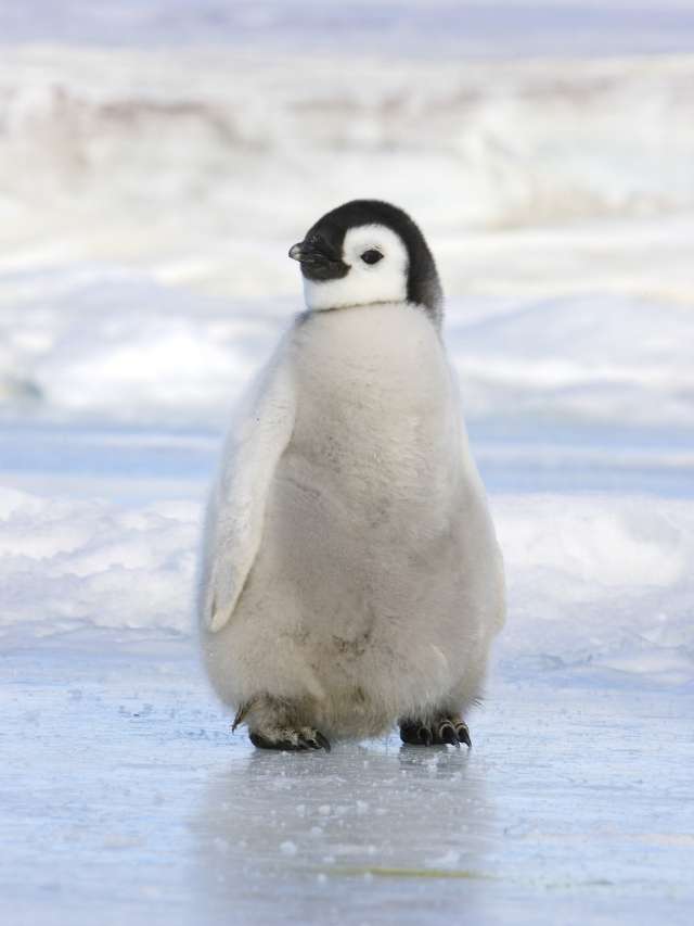 A baby penguin is standing on the ice.